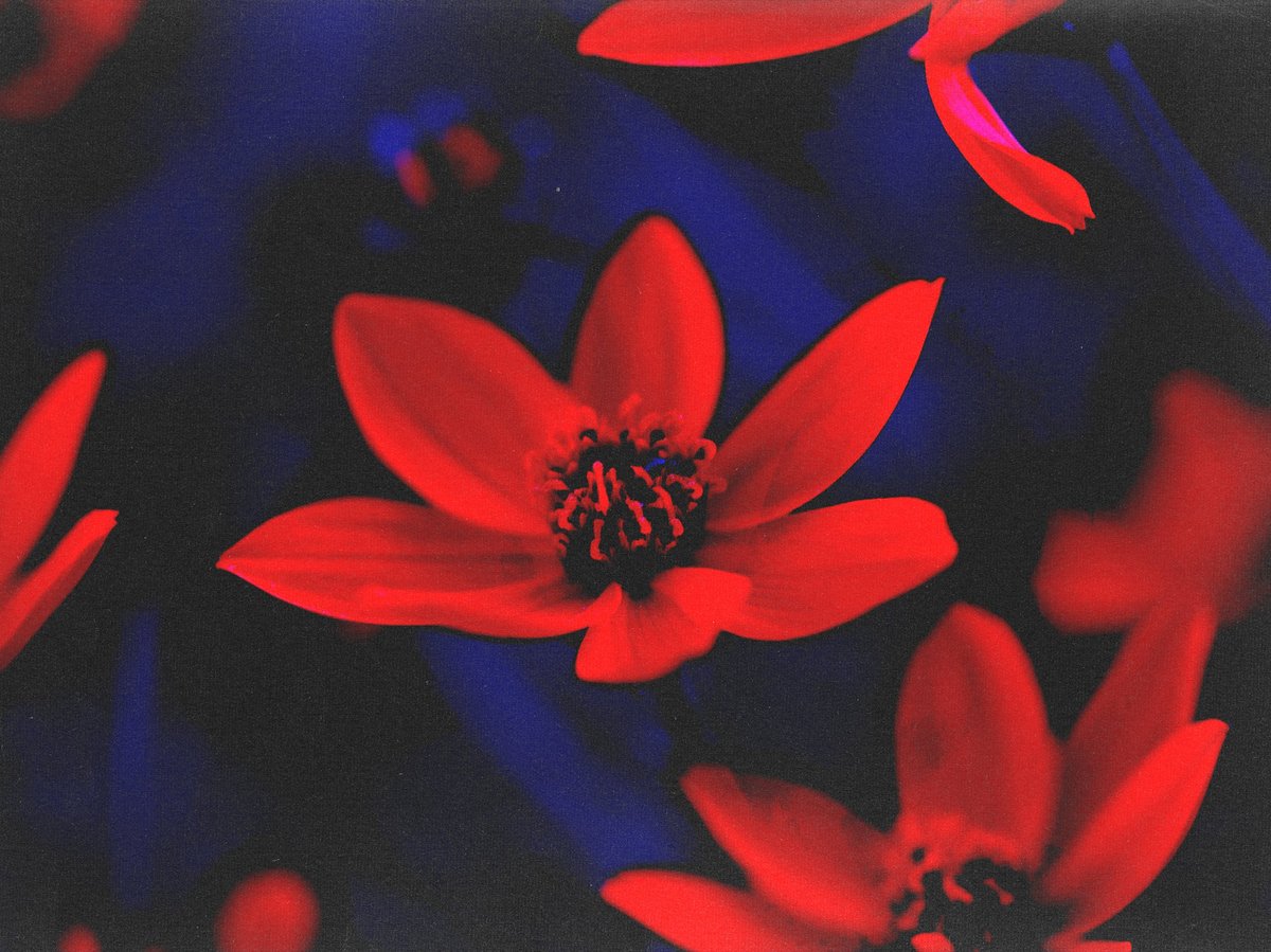 A dramatic, high-contrast shot of red flowers against a deep blue and black background, capturing a striking, abstract aesthetic with a focus on vibrant colors and form